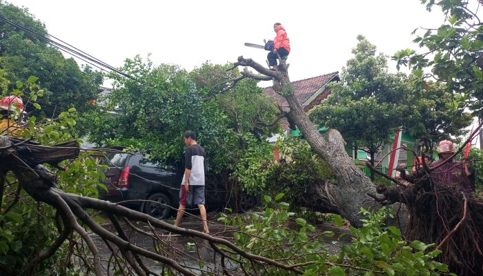 Pohon Beringin di Tasikagung Tumbang, Kijang Inova Ringsek