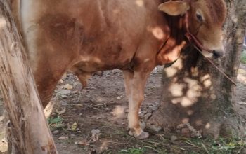 Ketika APBN Dipakai untuk Kurban: Benarkah Masih Sah sebagai Ibadah?