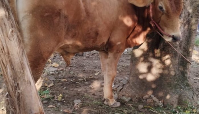 Ketika APBN Dipakai untuk Kurban: Benarkah Masih Sah sebagai Ibadah?