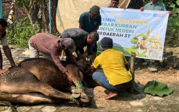 PCM Sambong Gelar Sholat Idul Adha 1447 H dan Terima Bantuan Sapi Kurban dari Mendikdasmen